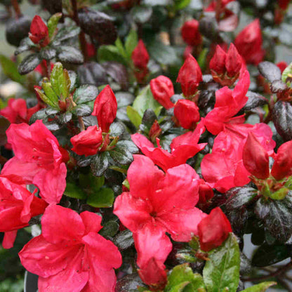 Rhododendron  (AJ) 'Little Red' 20/25 C2