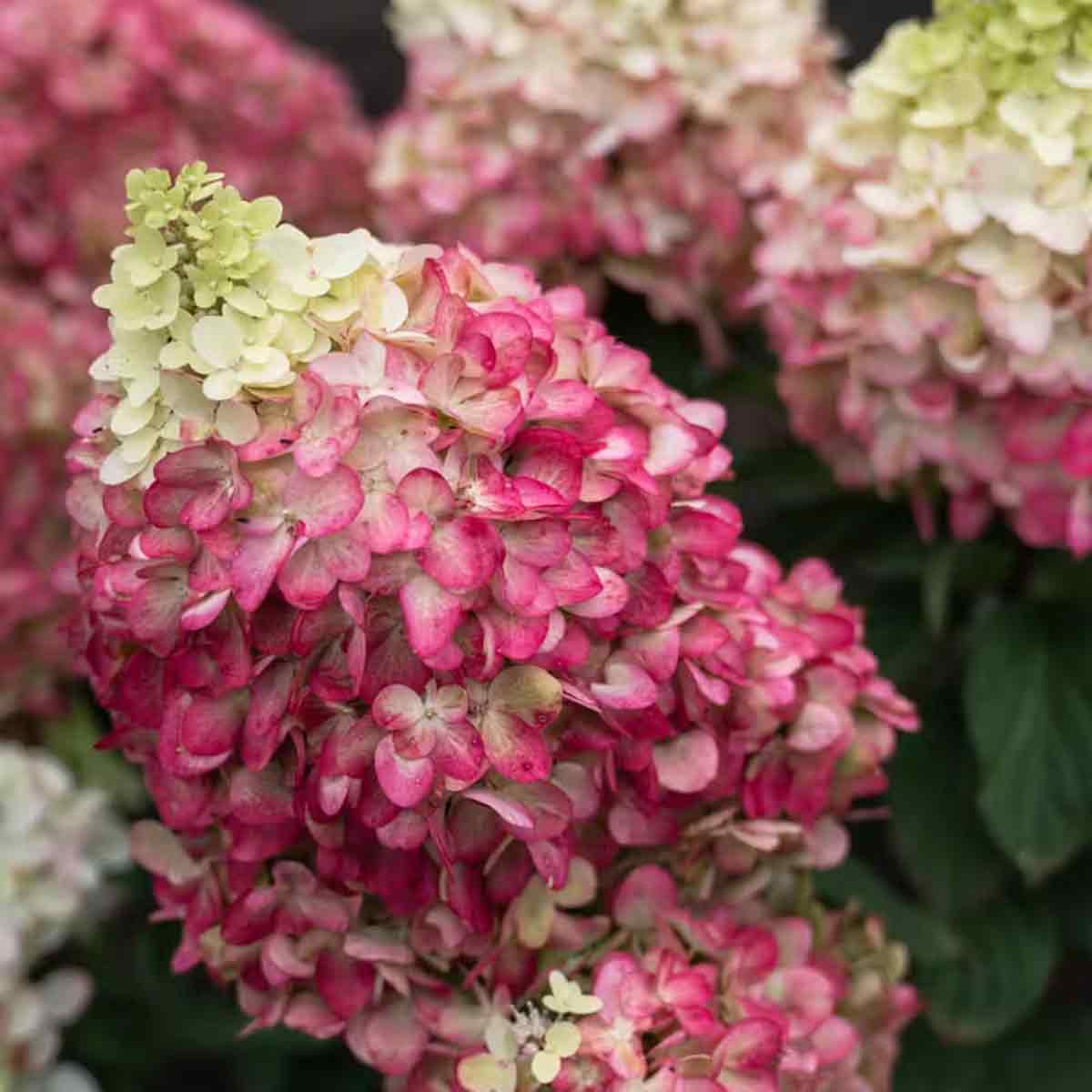 Hydrangea pan. 'Living Colourful Cocktail' C5