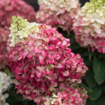 Hydrangea pan. 'Living Colourful Cocktail' C5