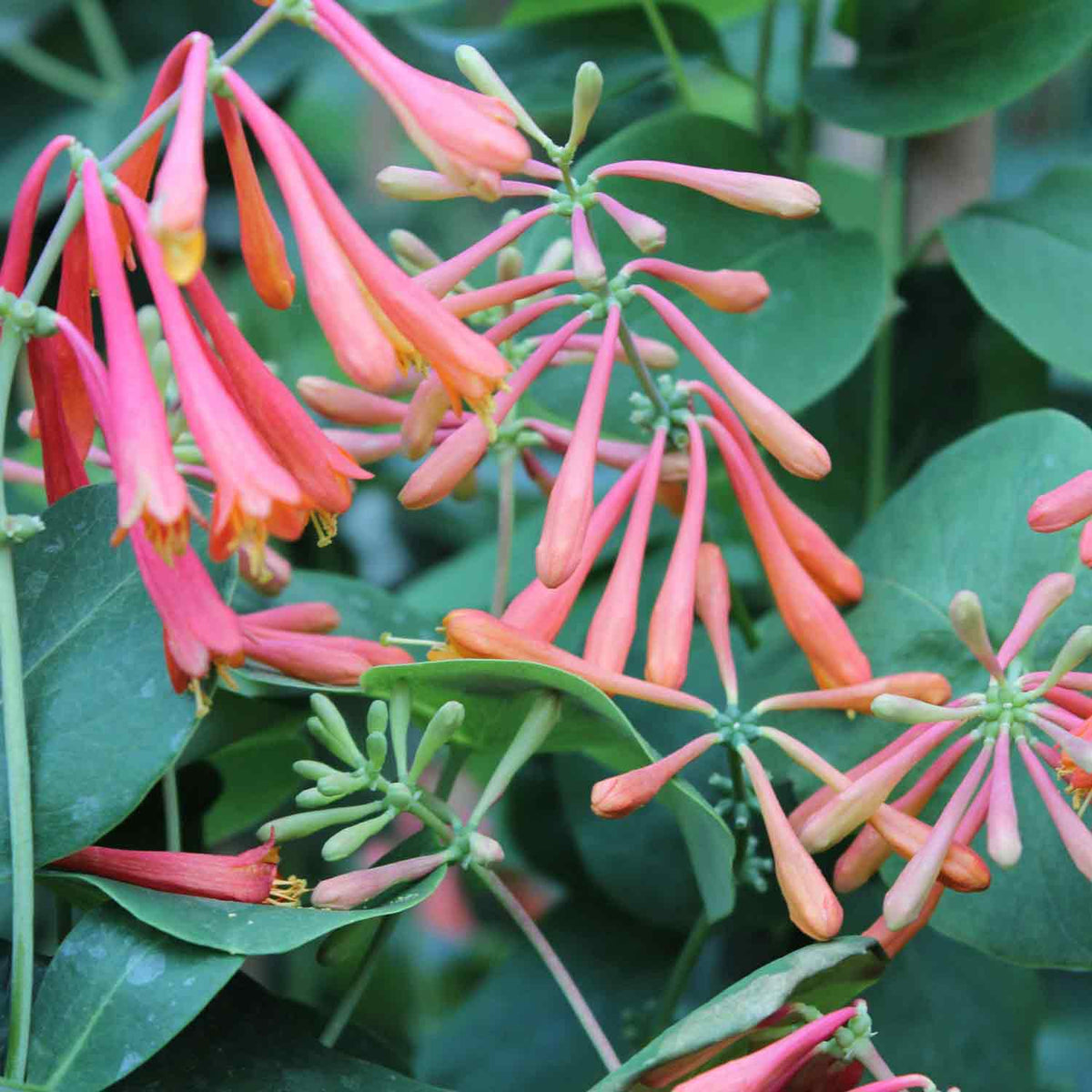 Lonicera brownii 'Dropmore Scarlet' C2 60-100