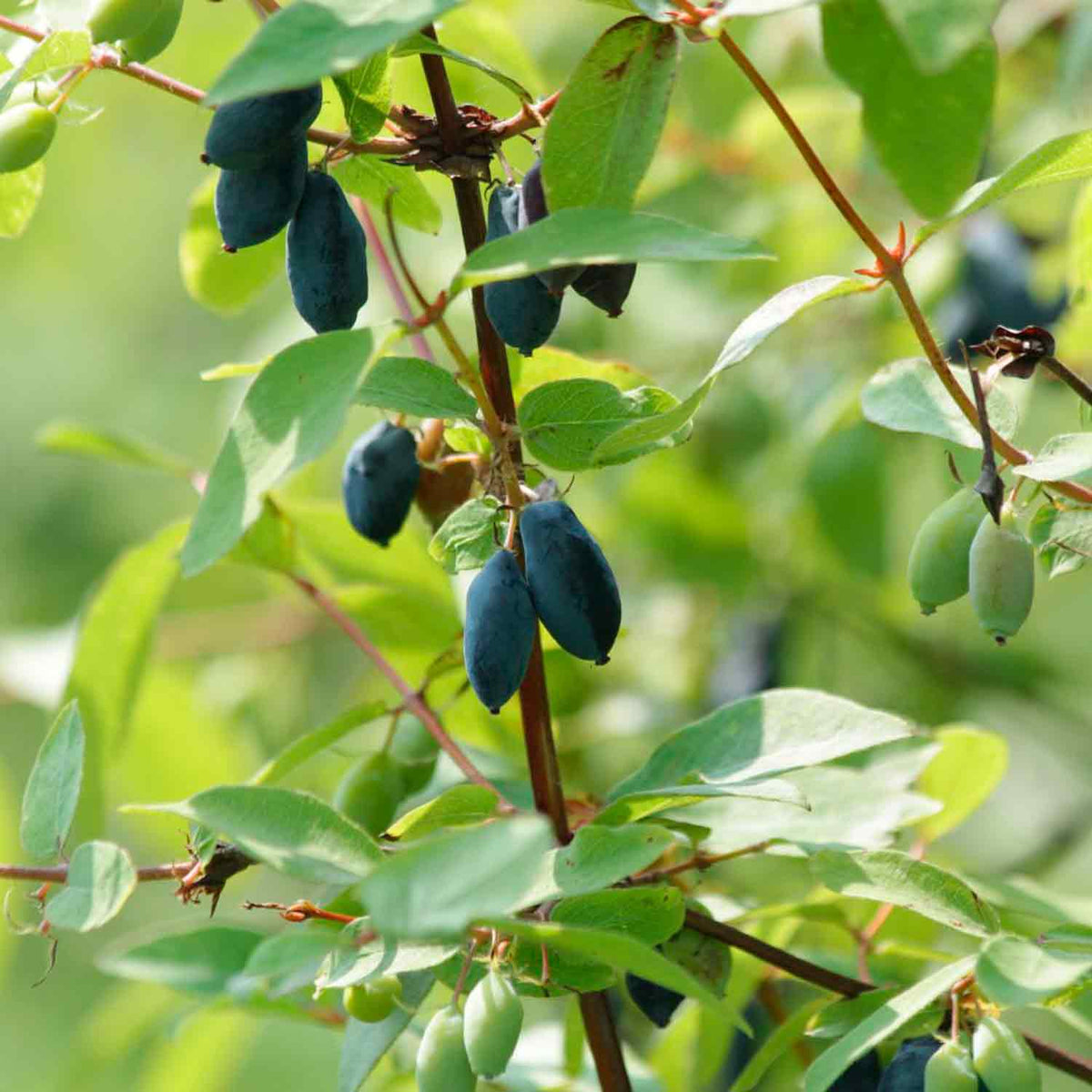 Lonicera kamtschatica C3 40-60