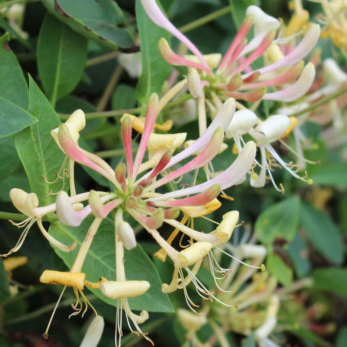 Lonicera caprifolium C2 60-100