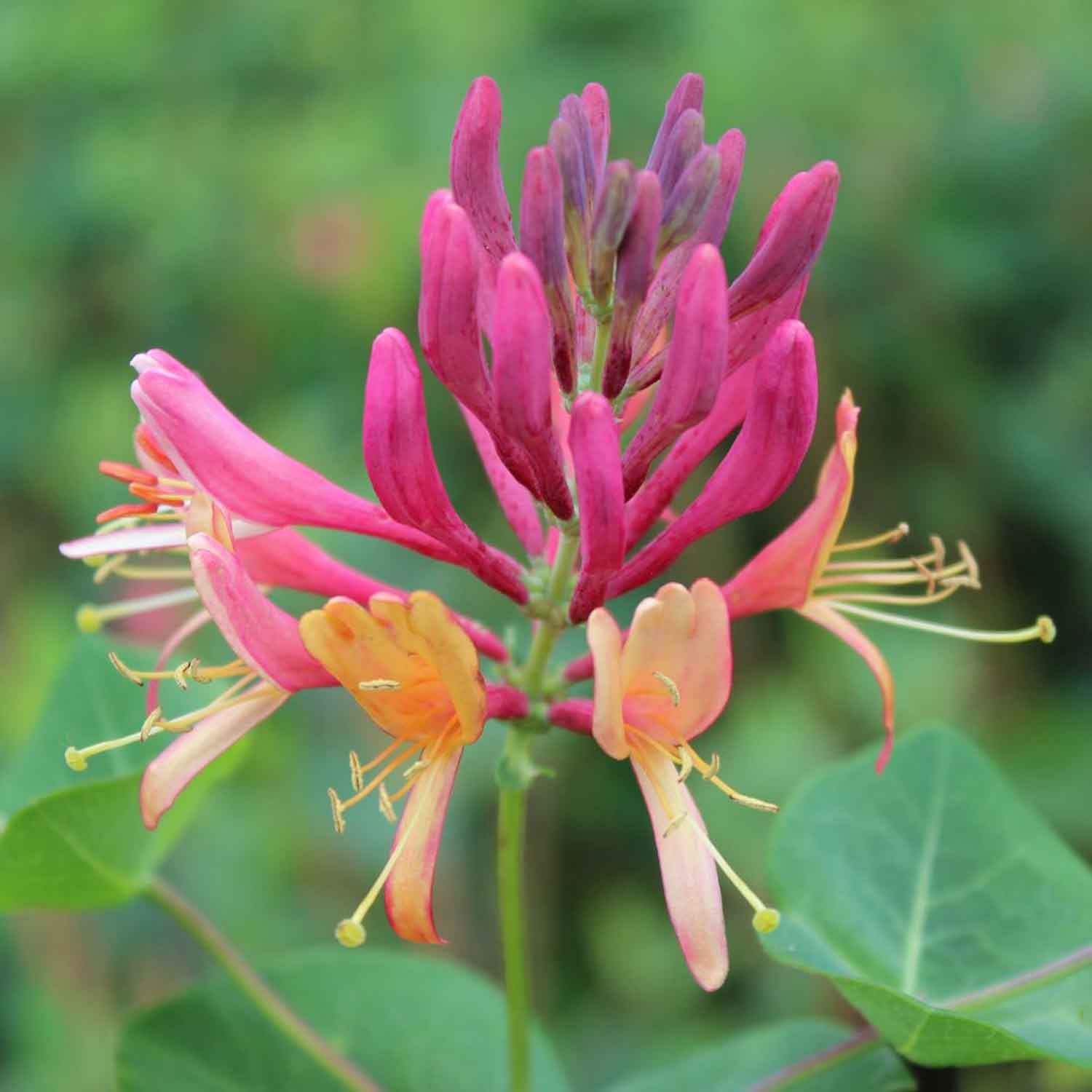 Lonicera heckrottii 'Goldflame' C2 60-100