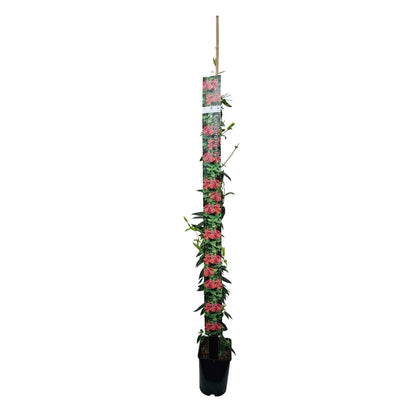 Lonicera henryi 150-175cm 5,5L