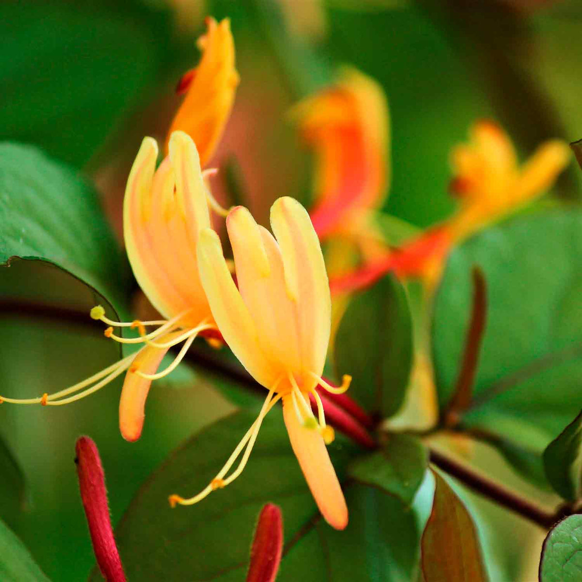 Lonicera henryi 'Copper Beauty' C2 60-100