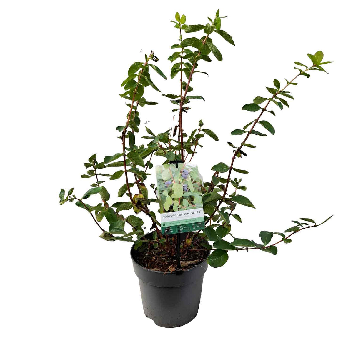 Lonicera kamtschatica 'Kalinka' PBR 40-50 C5