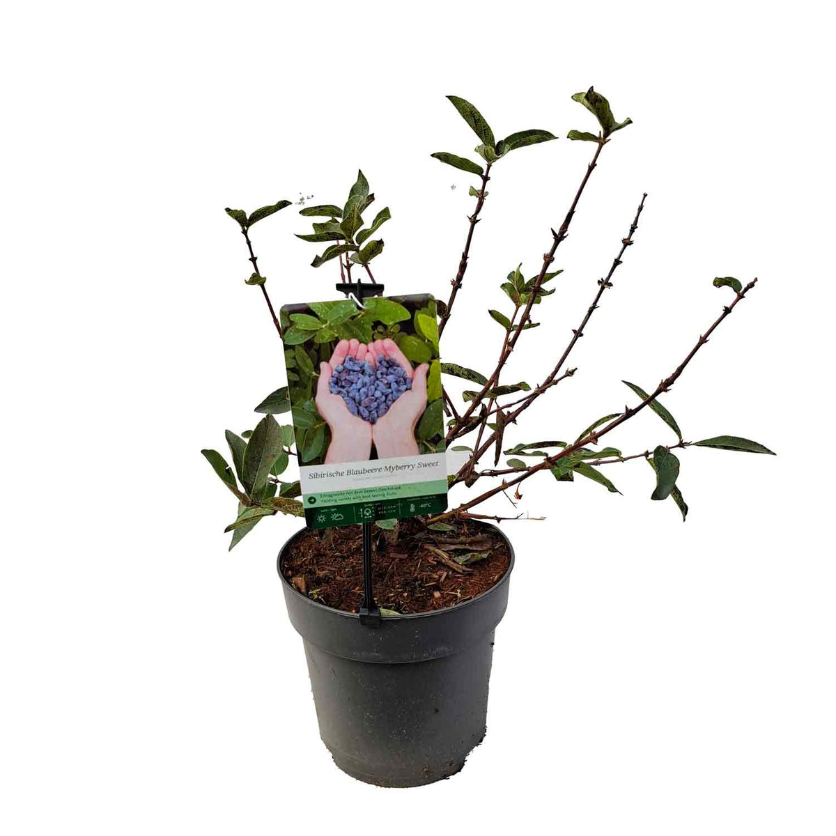 Lonicera kamtschatica 'Myberry Sweet' 40-50 C5