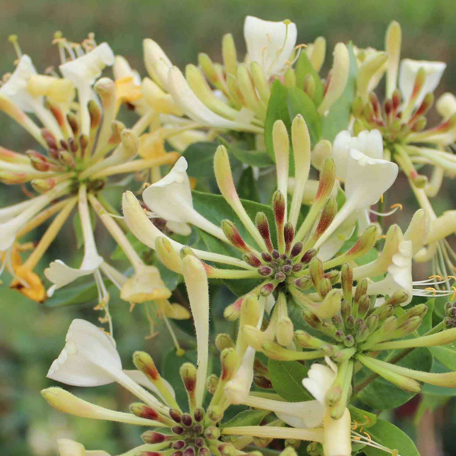 Lonicera periclymenum 'Graham Thomas' C2 60-100