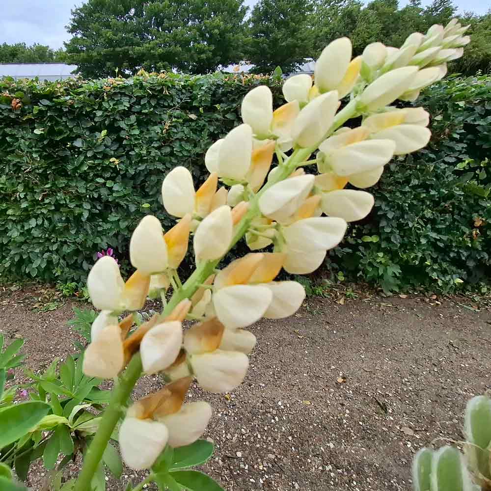 Lupinus 'Noble Maiden' 11cm
