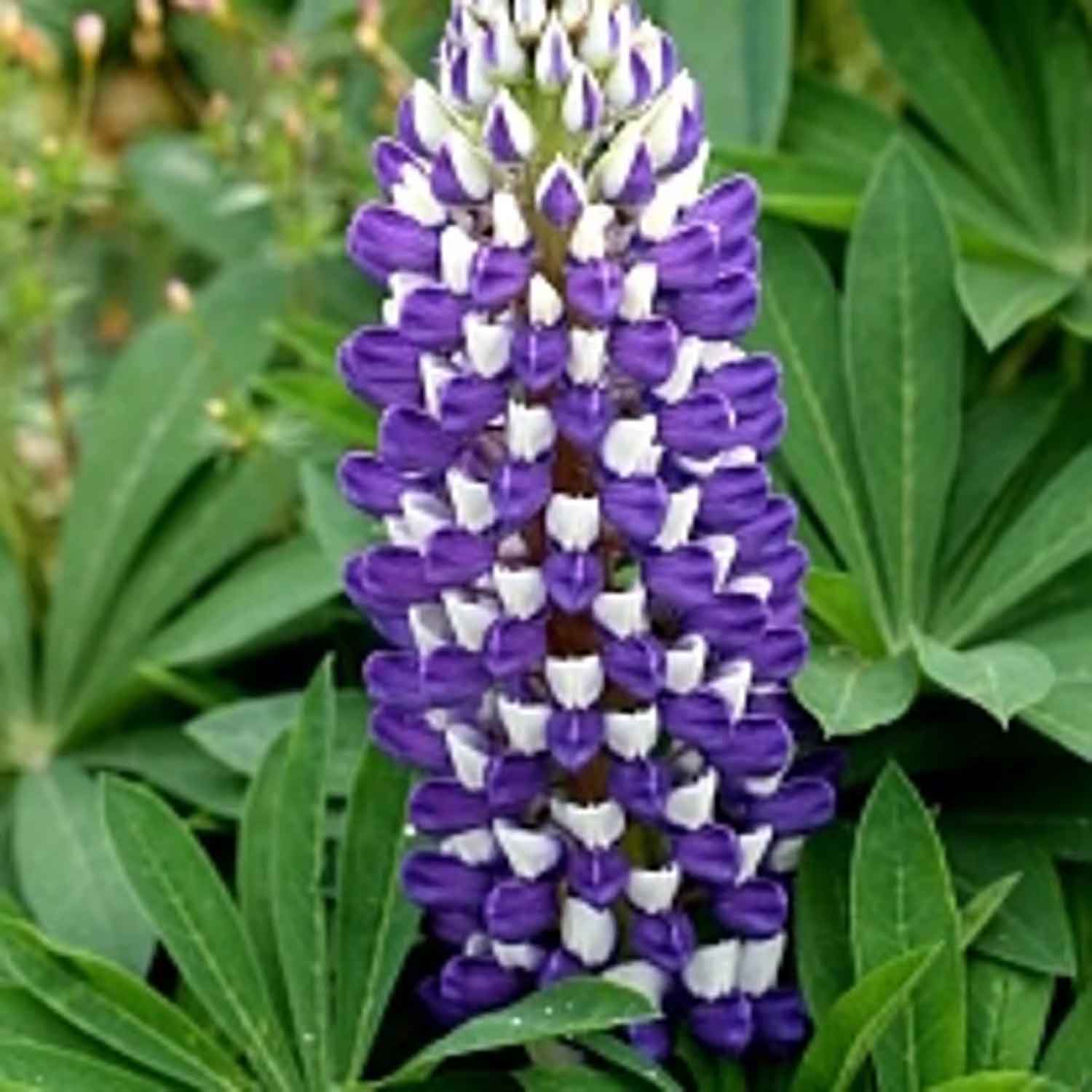 Lupinus 'Gallery Blue' 2L