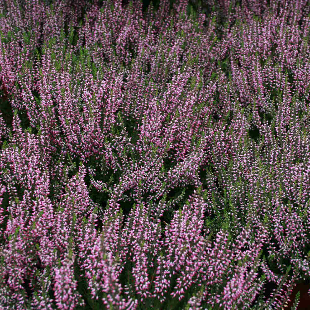 Calluna vulgaris Gardengirls  mix 10,5cm