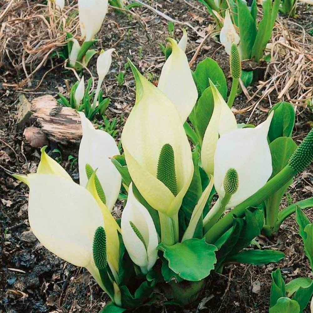 Lysichiton camtschatcensis P9