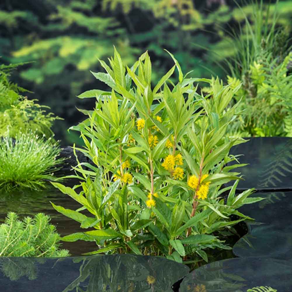 Lysimachia thyrsiflora P9