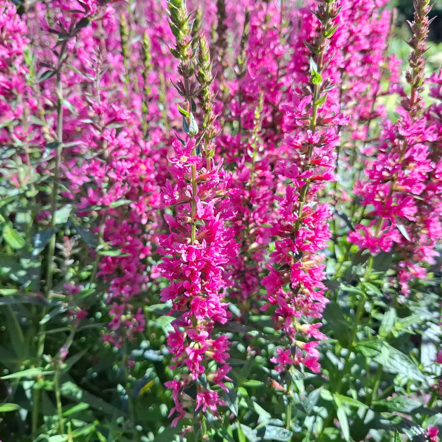 Lythrum salicaria 'Little Robert' C3