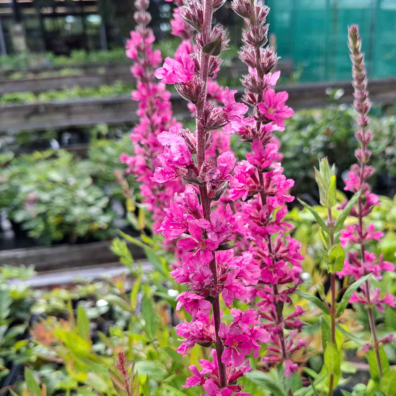 Lythrum sal. 'Pink Blush' P9