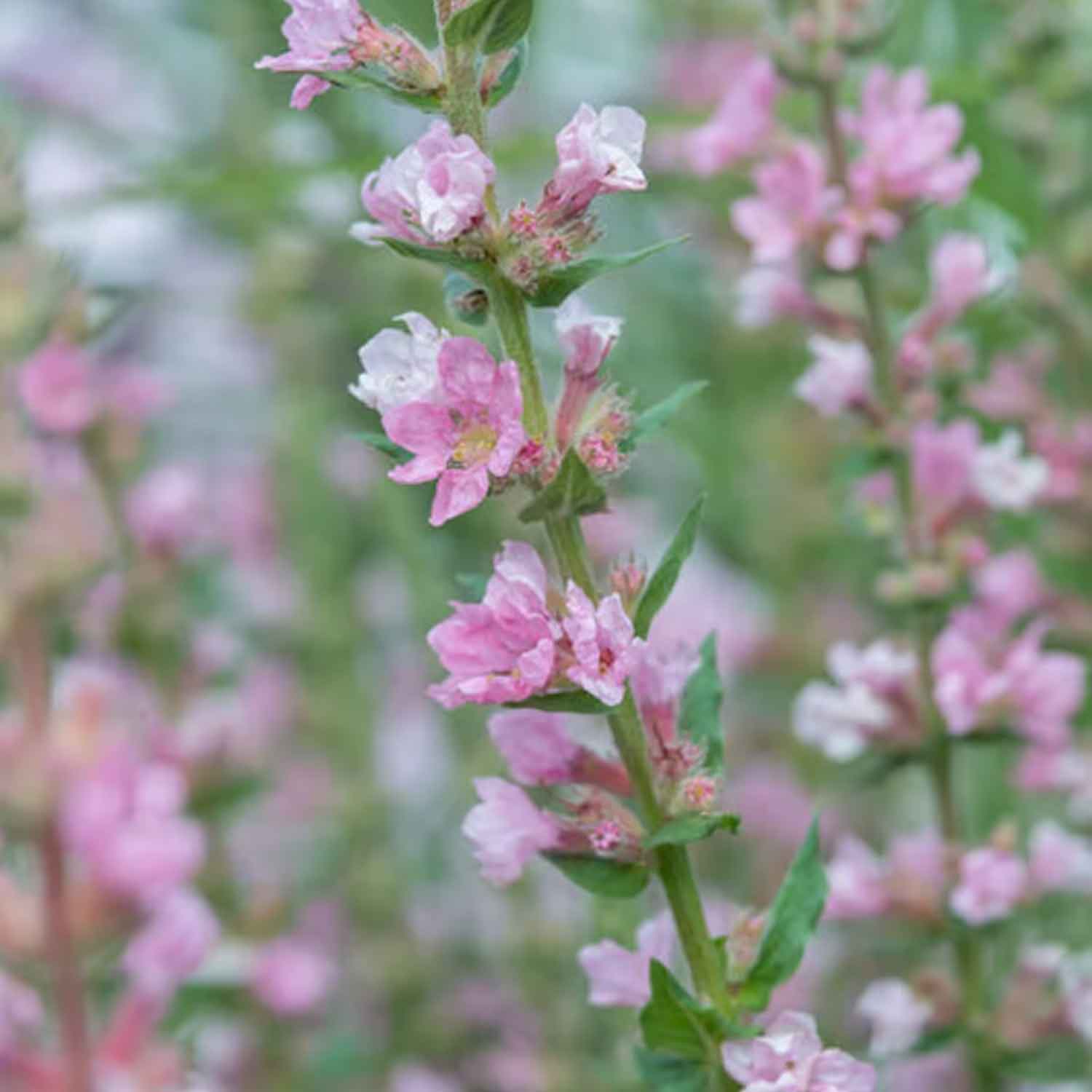 Lythrum sal. 'Pink Blush' P9