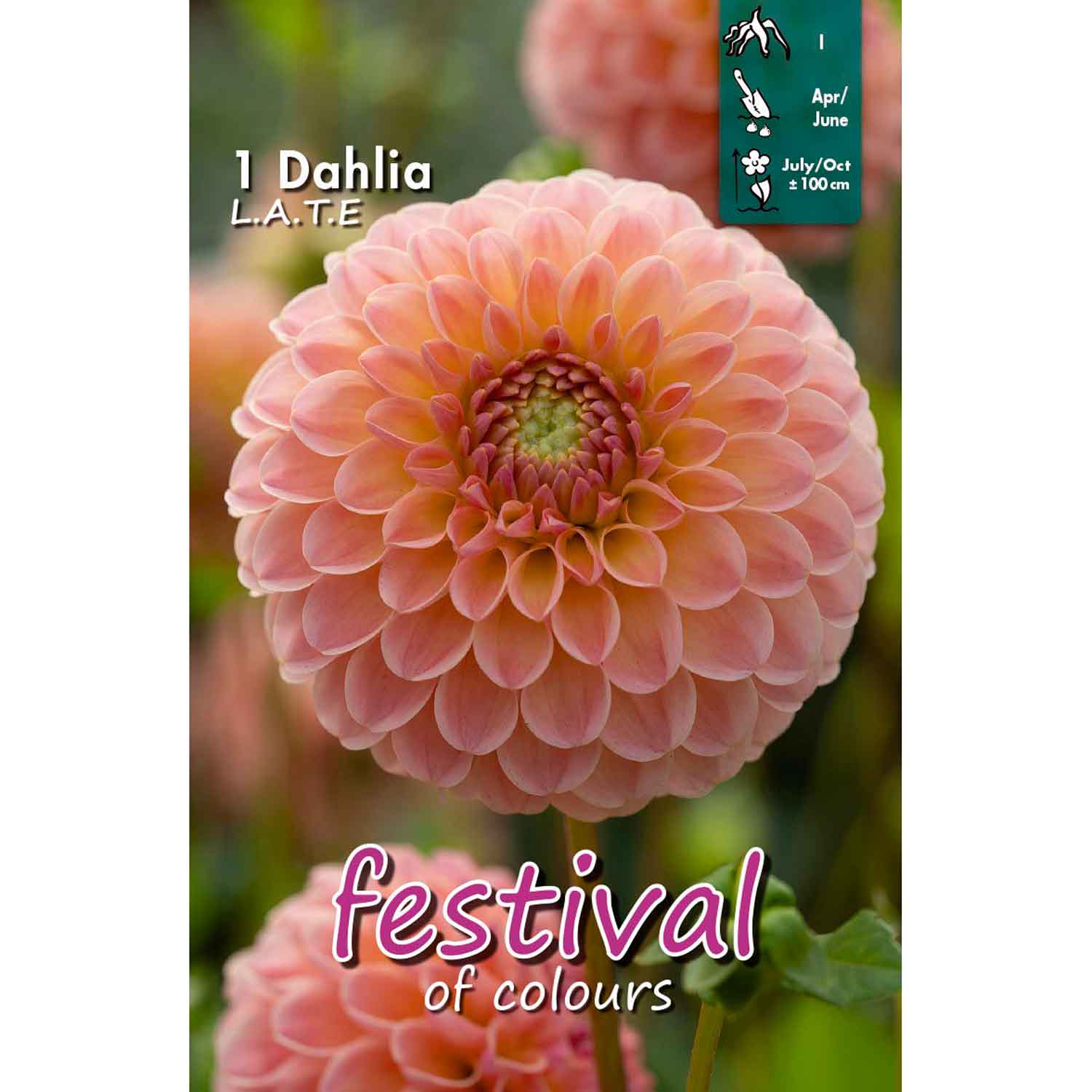 Dahlia L.A.T.E. Ball