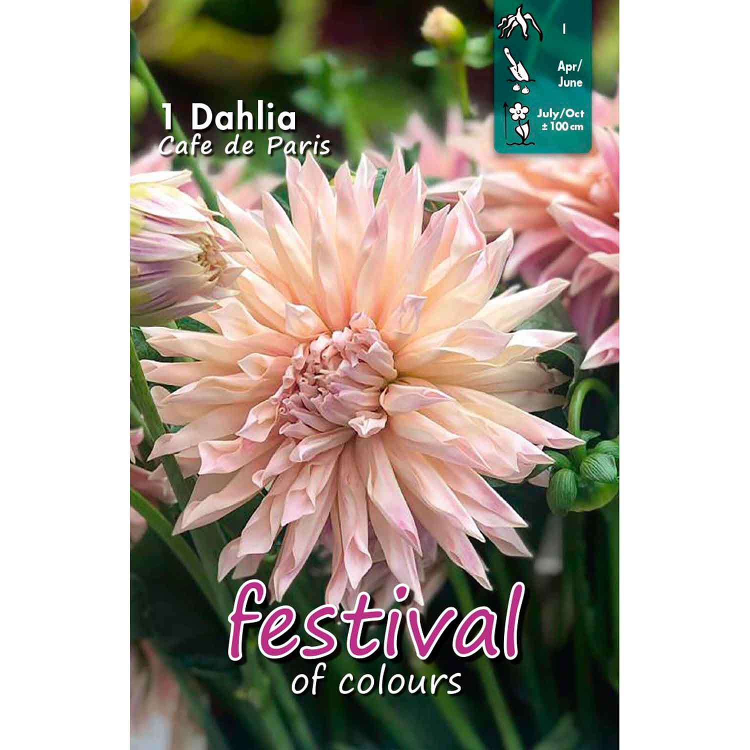 Dahlia Café de Paris