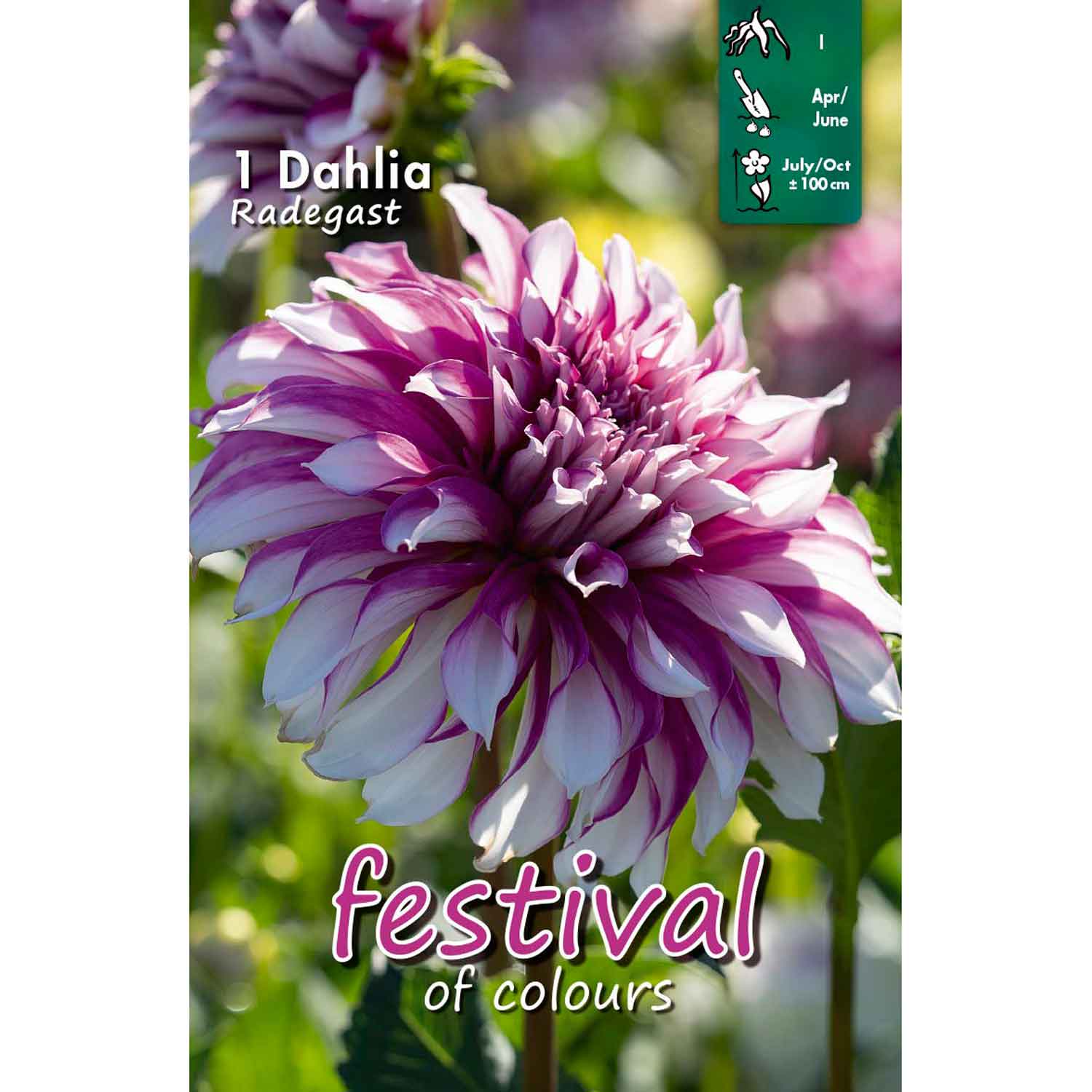 Dahlia Radegast Large-flowered