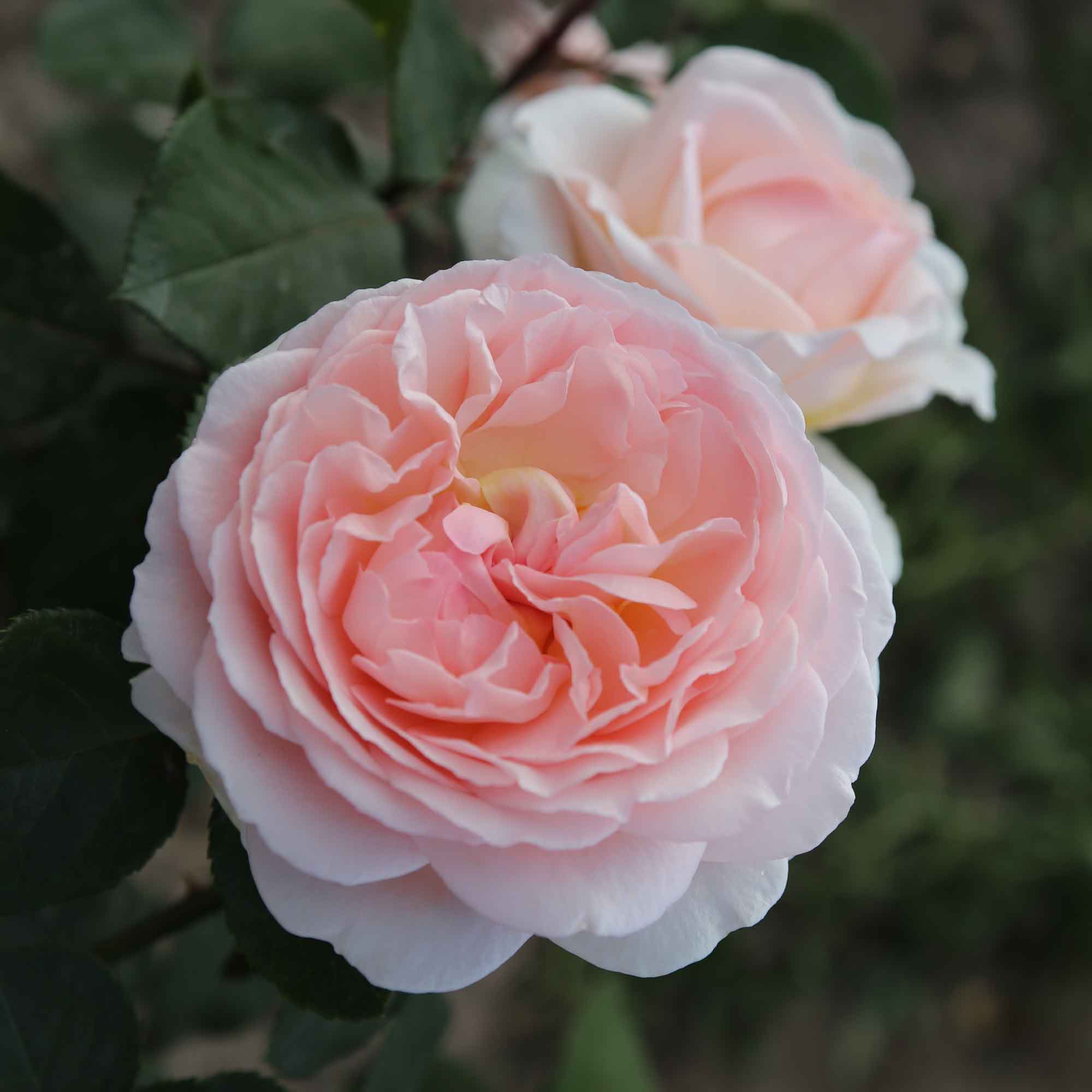 Rose Märchenzauber