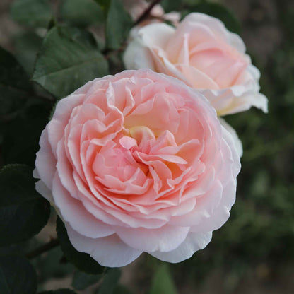 Rose Märchenzauber