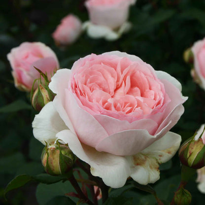 Rose Märchenzauber