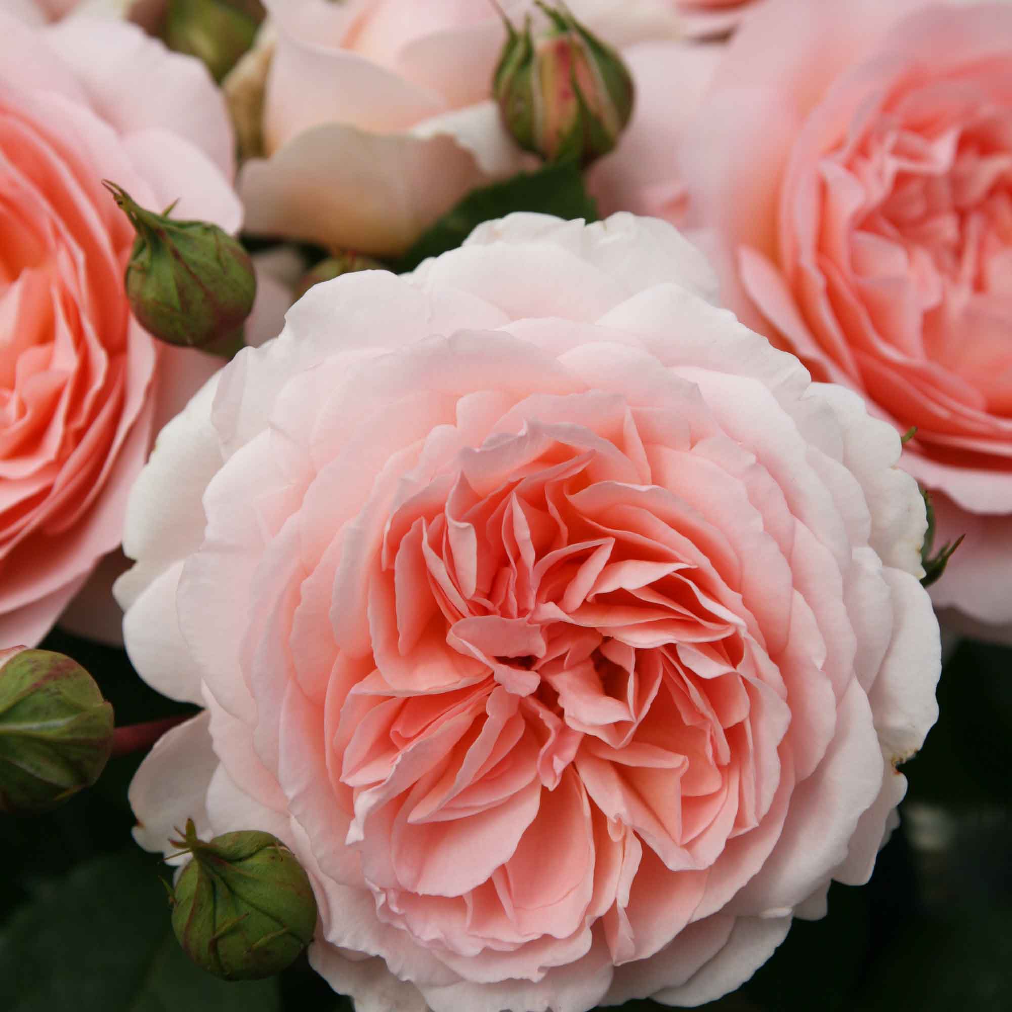 Rose Märchenzauber