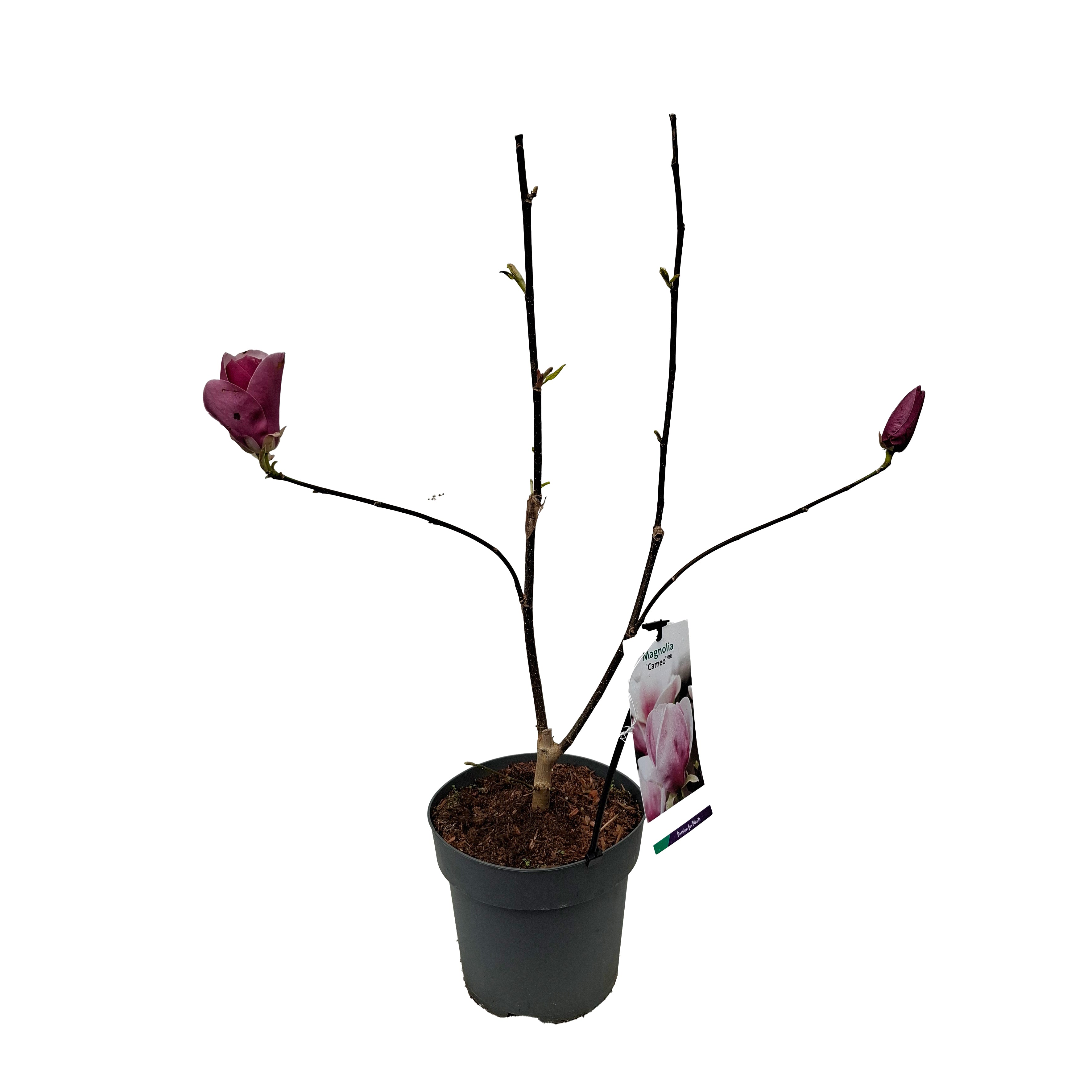 Magnolia 'Cameo' PBR 50-60 C5