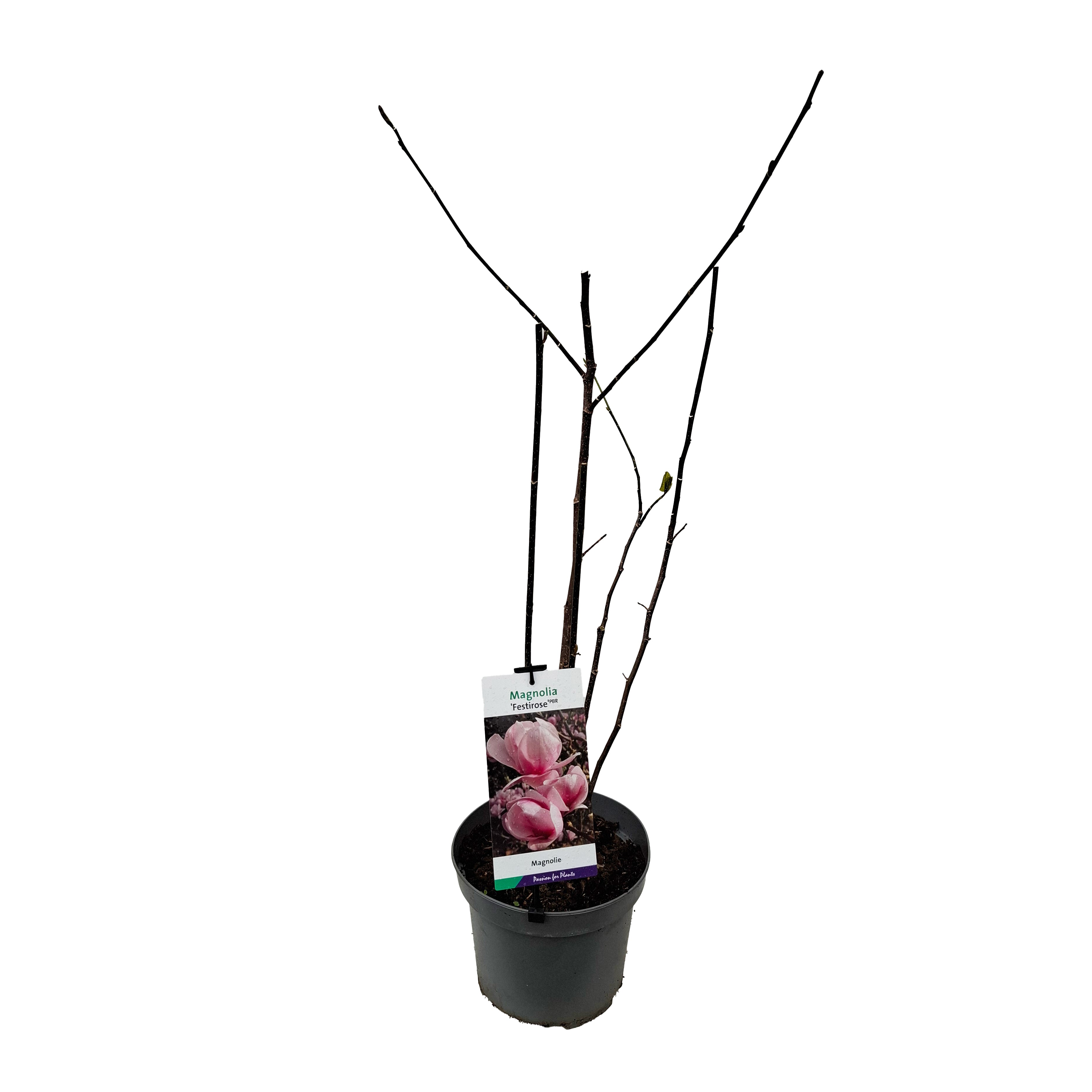 Magnolia denudata 'Festirose' PBR 50-60 C5