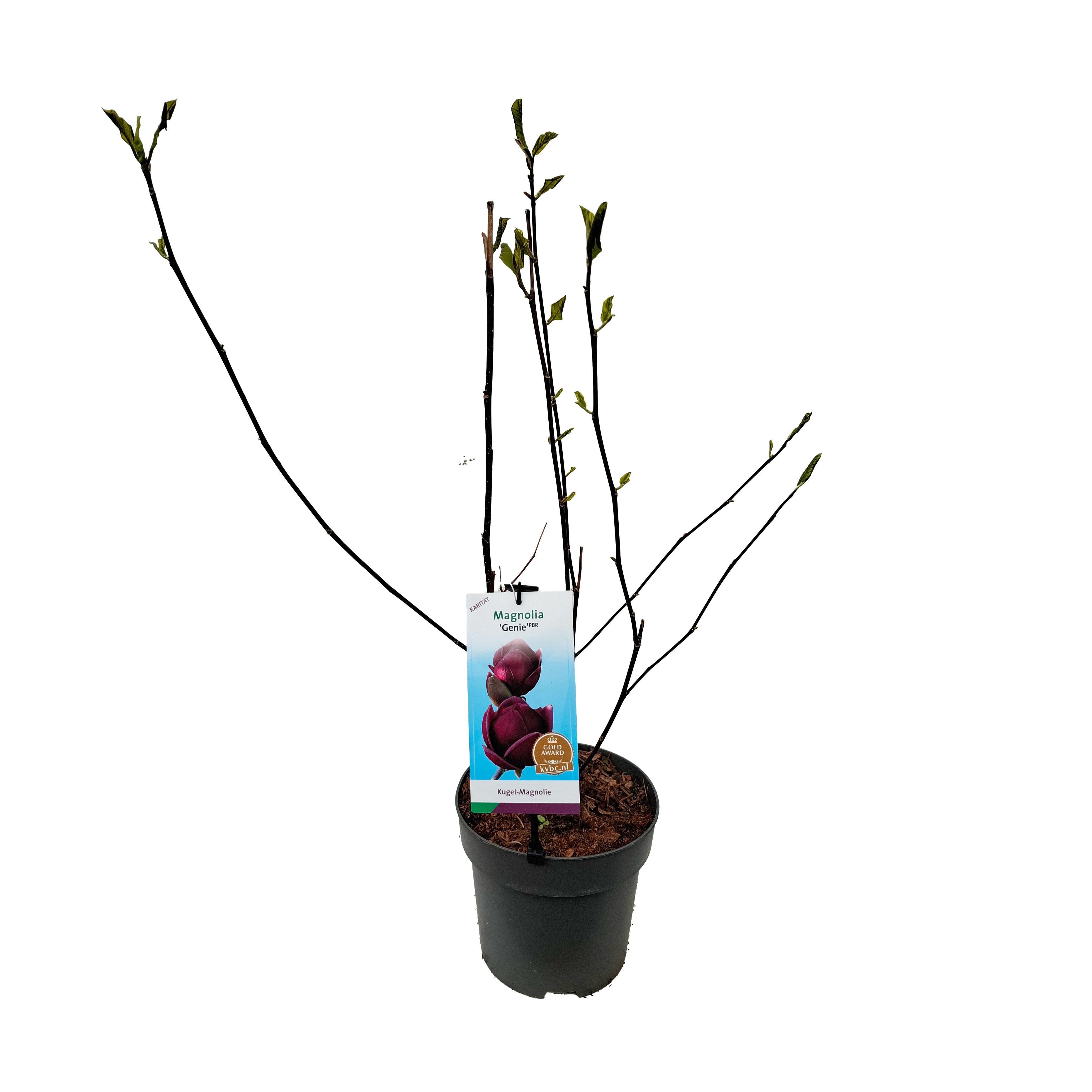 Magnolia 'Genie' PBR 50-60 C5