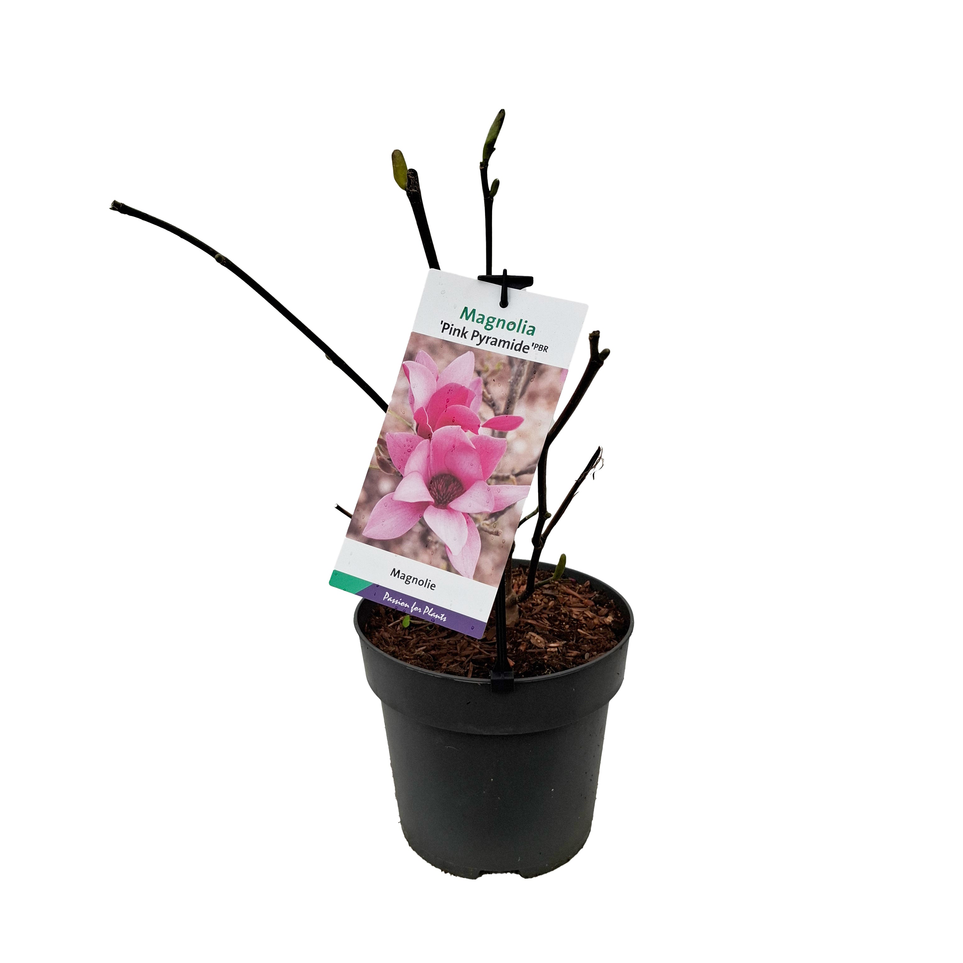 Magnolia 'Pink Pyramid' PBR 50-60 C5