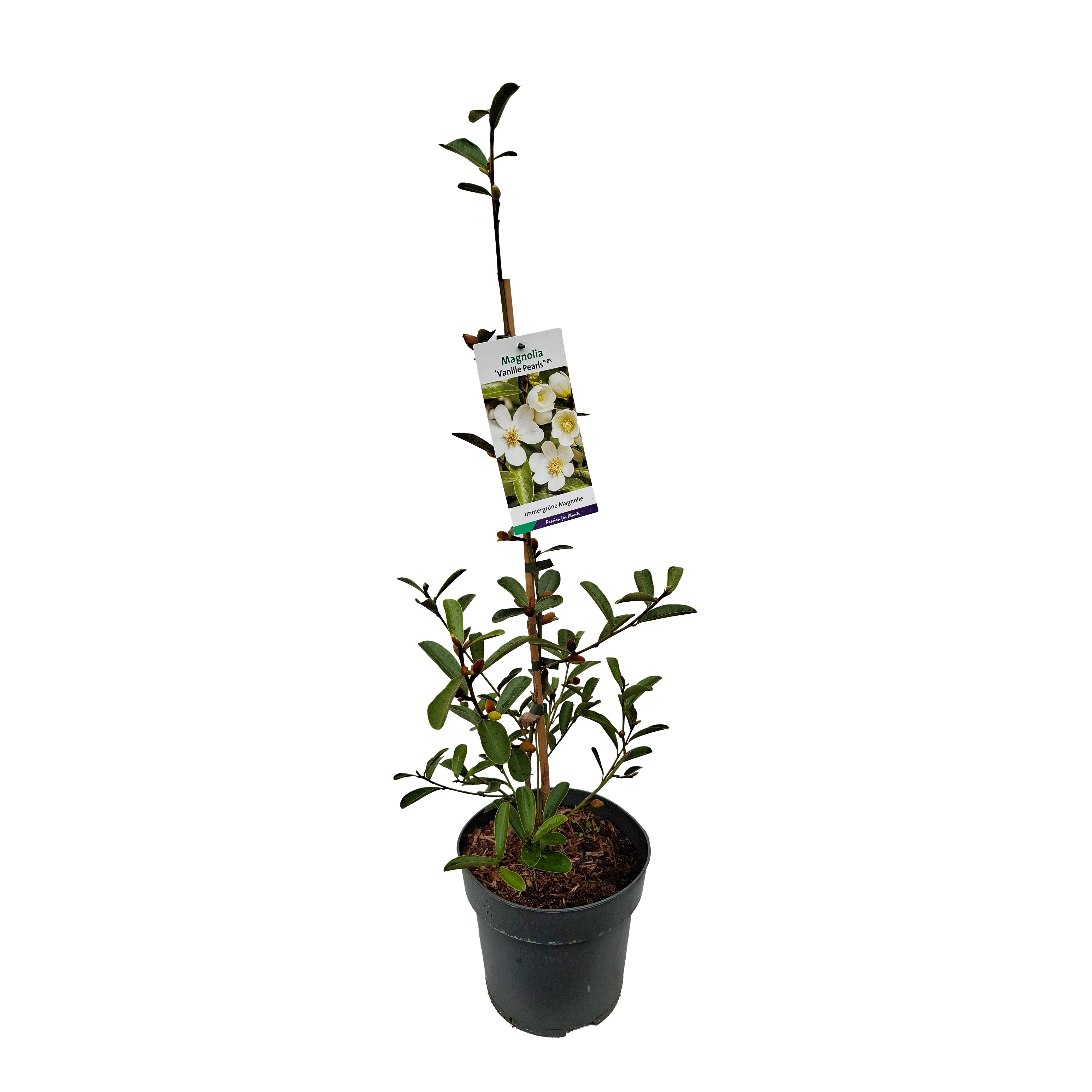 Magnolia 'Vanilla Pearls' (PBR) 50-60 C5