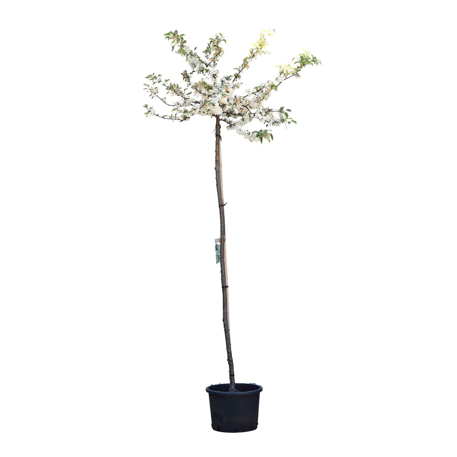 Malus toringo 'Tina' 180 cm stem 6/8 cm C25