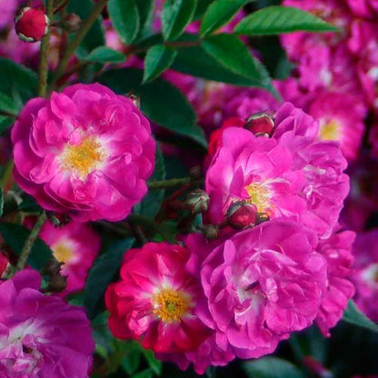 Rosa 'Manhatten Blue'