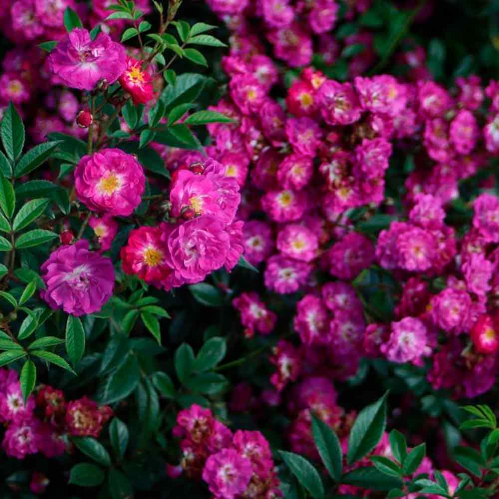 Rosa 'Manhatten Blue'