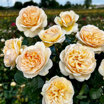 Rose Marzipan