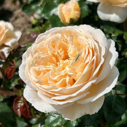 Rose Marzipan