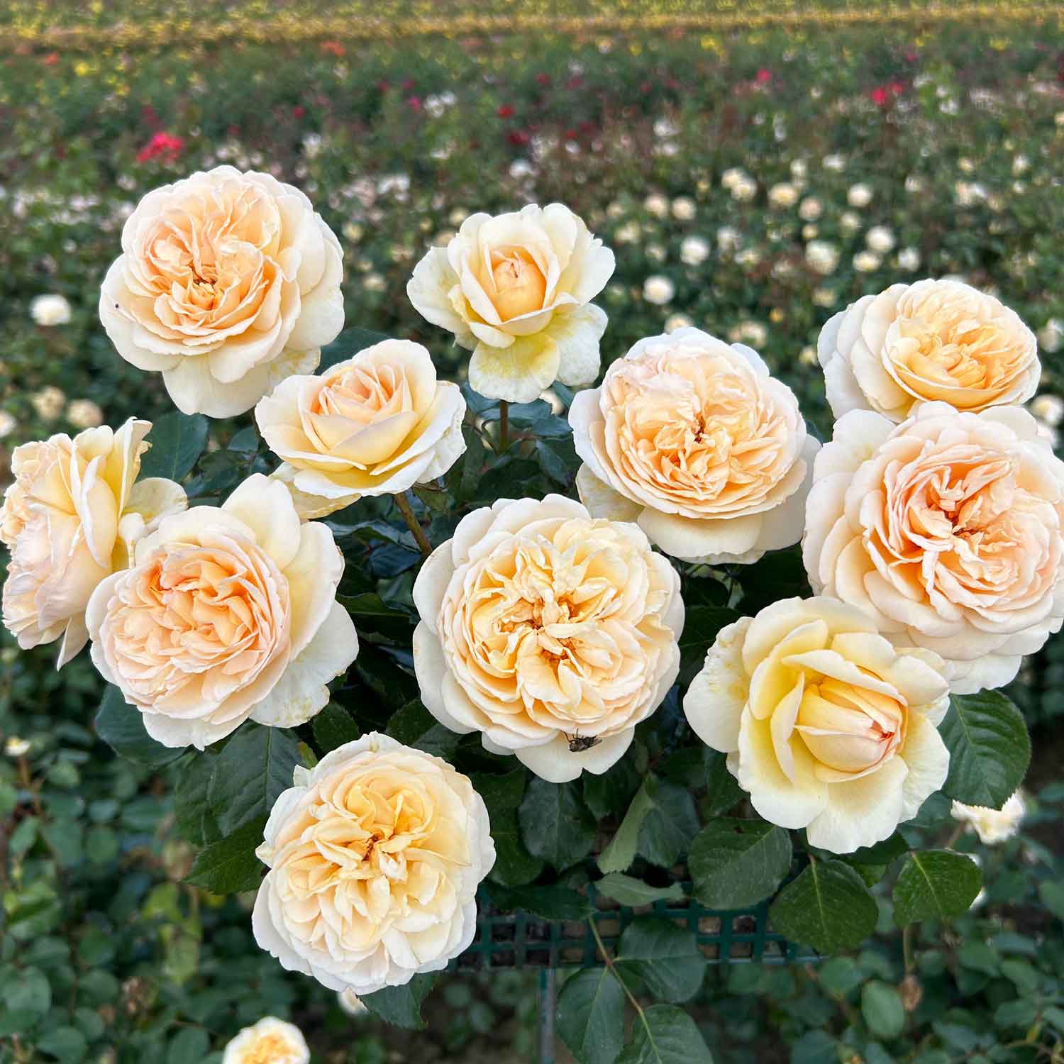 Rose Marzipan