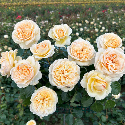 Rose Marzipan