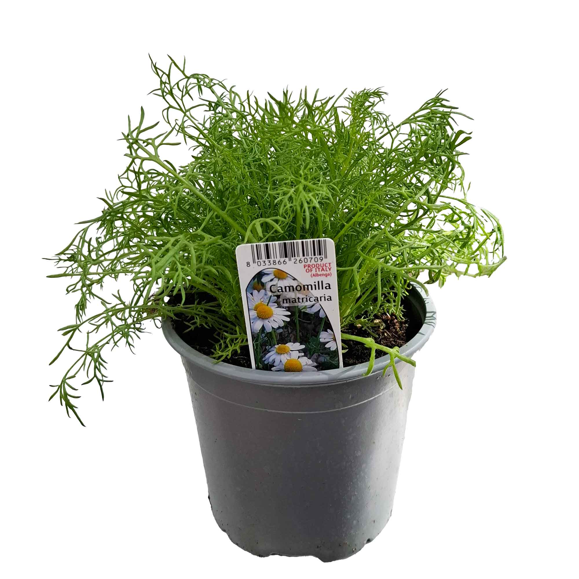 Matricaria Camomilla Bush D14