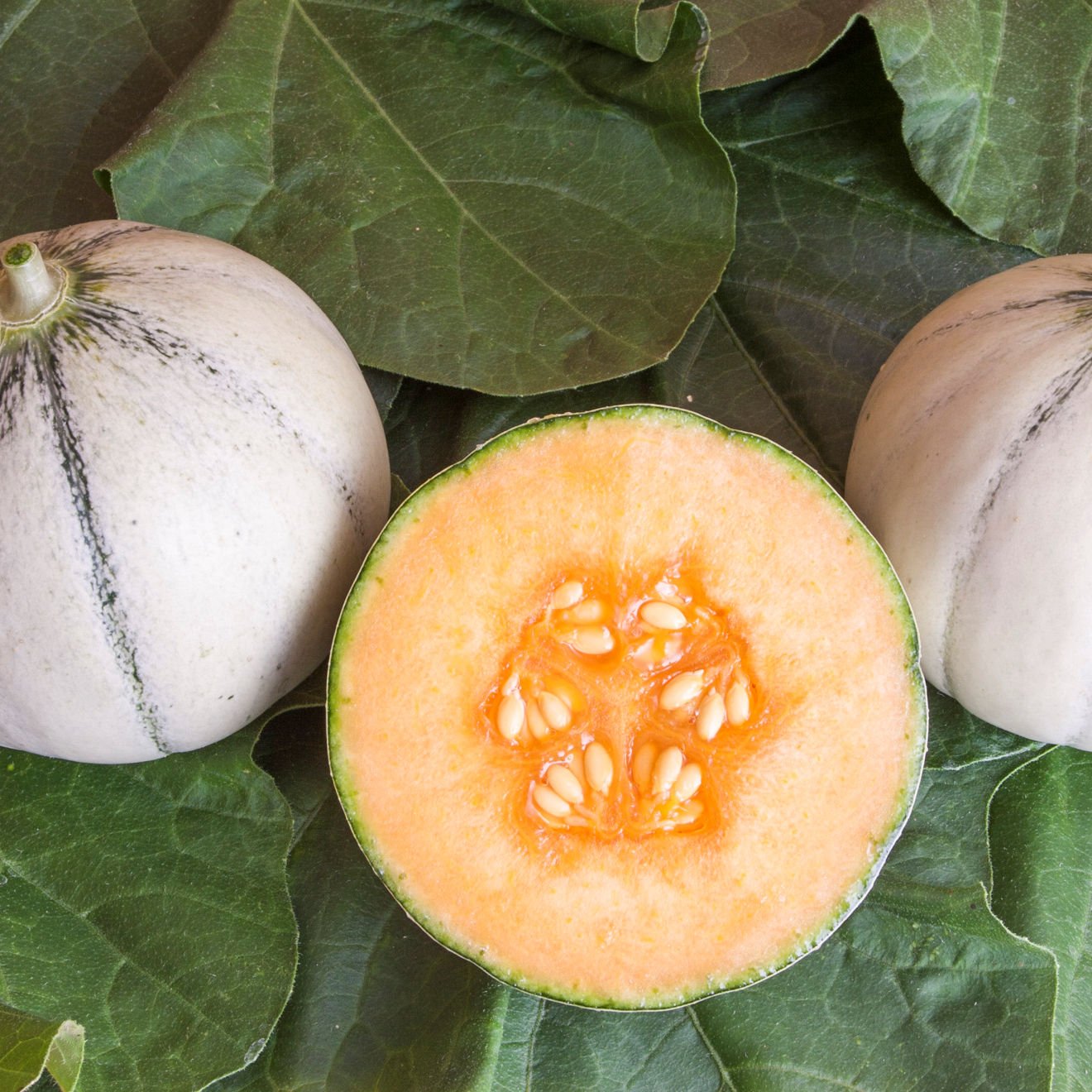 Melon Cantaloupe Murmel 11,5 cm.