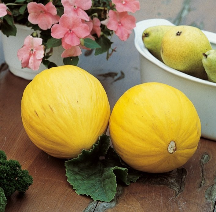 Melon Honning Bimbo 11,5 cm.
