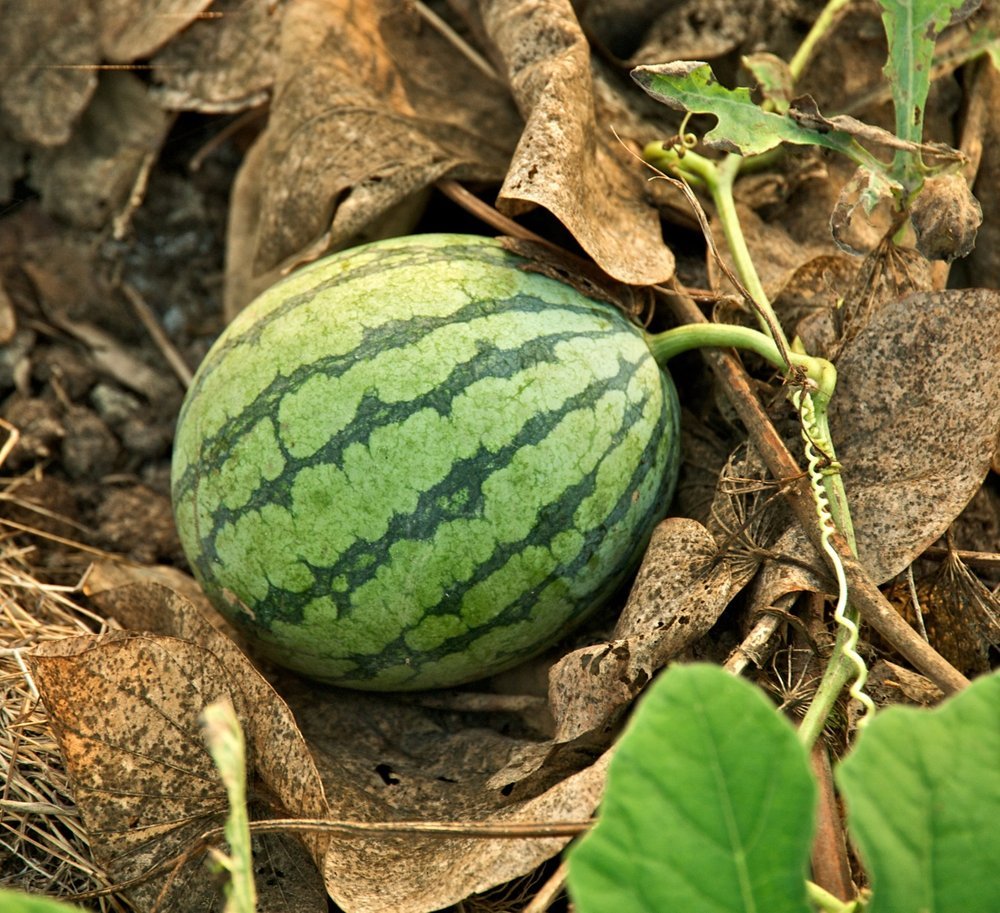 Melon Vand Sugar Baby 11,5 cm.
