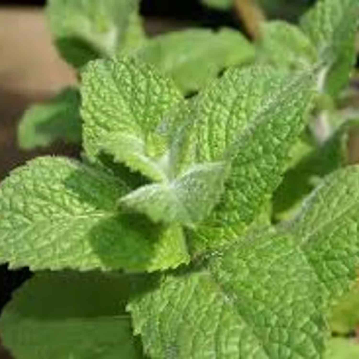 Mentha suav. 'Äppelmynta' P9
