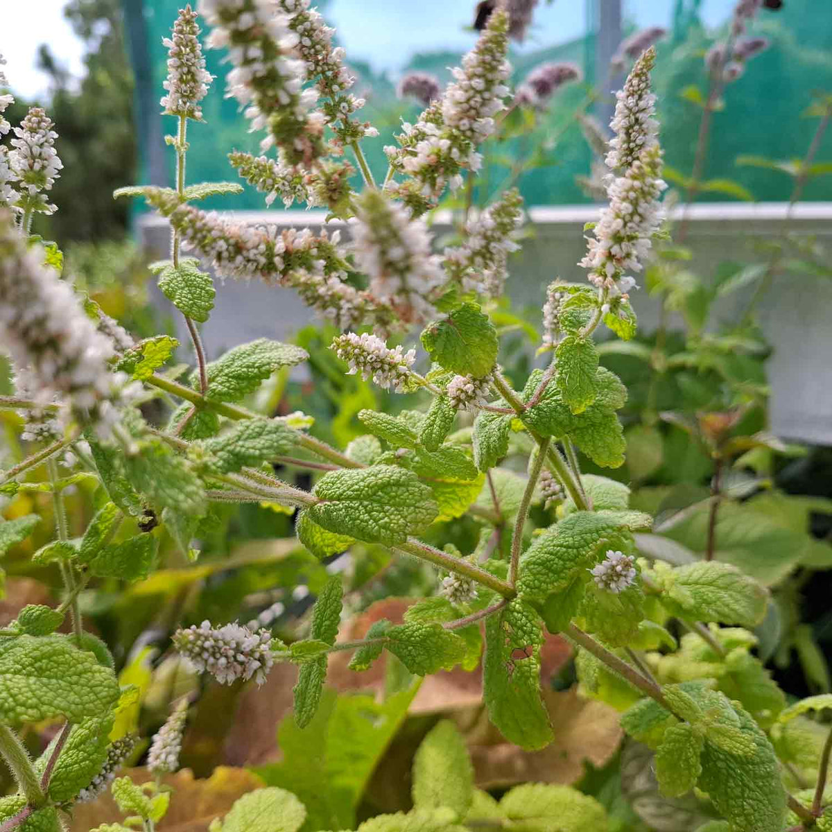 Mentha suav. 'Äppelmynta' P9