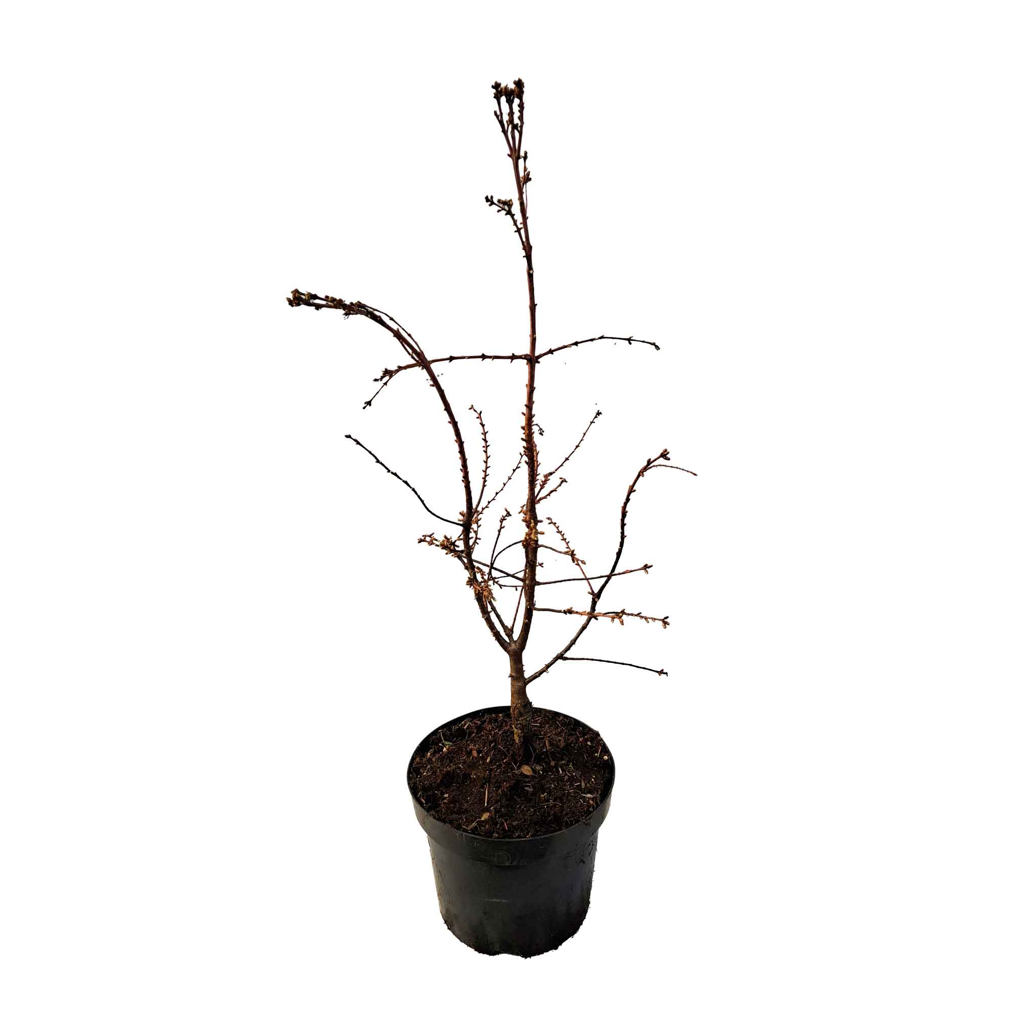 Metasequoia glyp. 'Hamlet's Broom' 5L