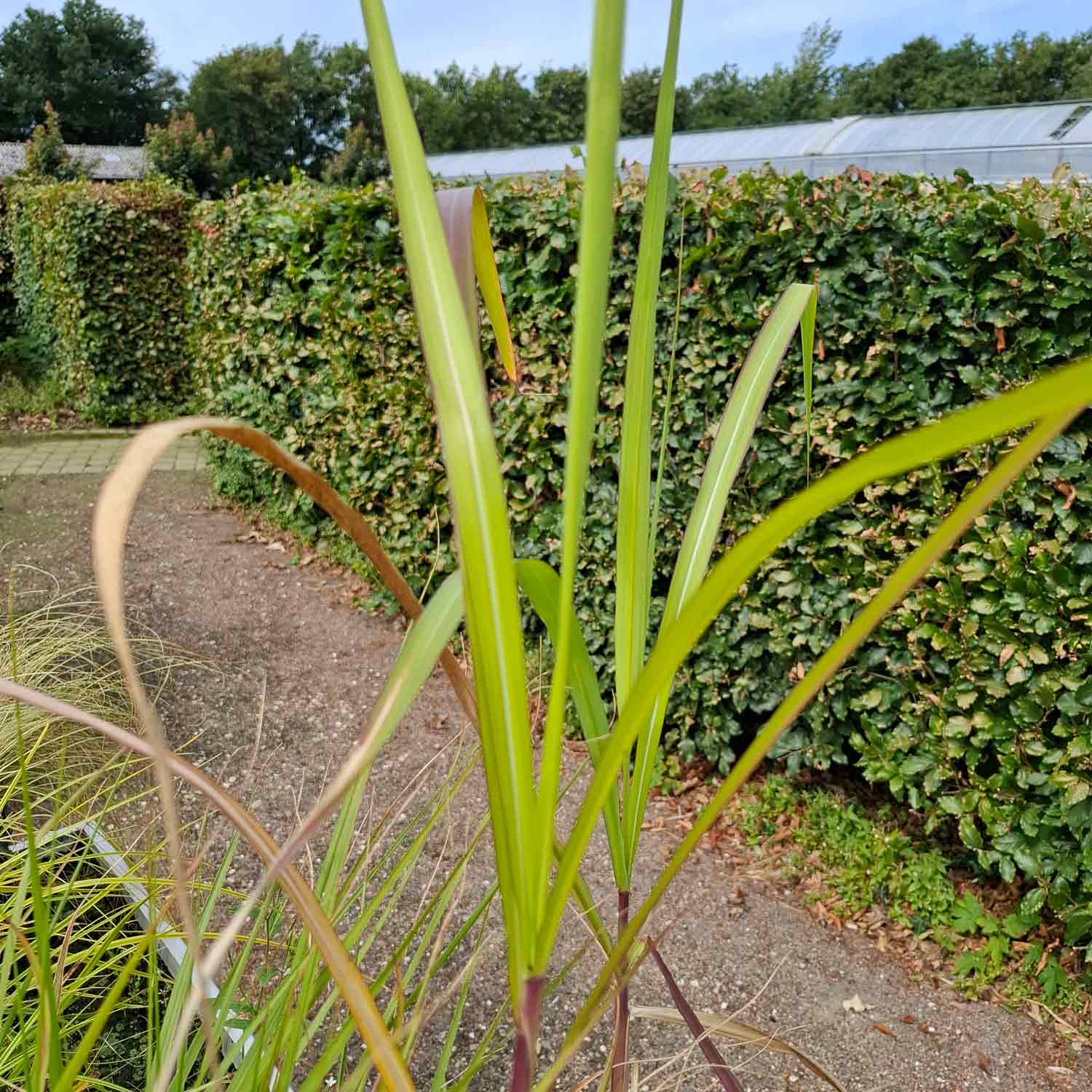 Miscanthus giganteus 9cm