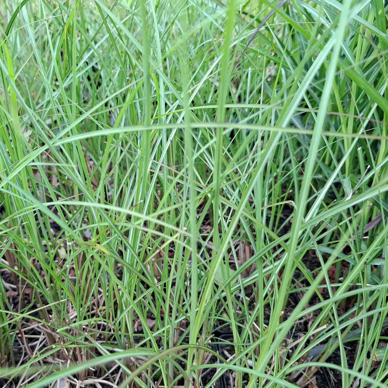 Miscanthus sid. 'Gracillimus' 9 cm