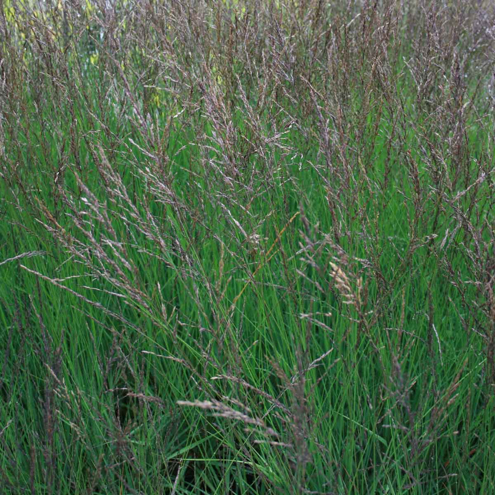 Blåtop - Molinia caerulea Edith Dudszus 19cm | Køb online