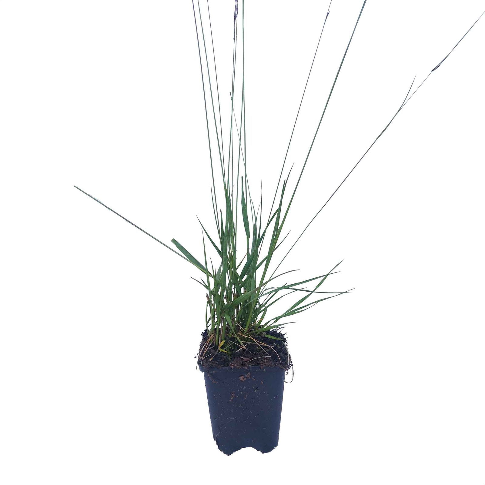 Blåtop - Molinia caerulea 'Edith Dudszus' 9cm